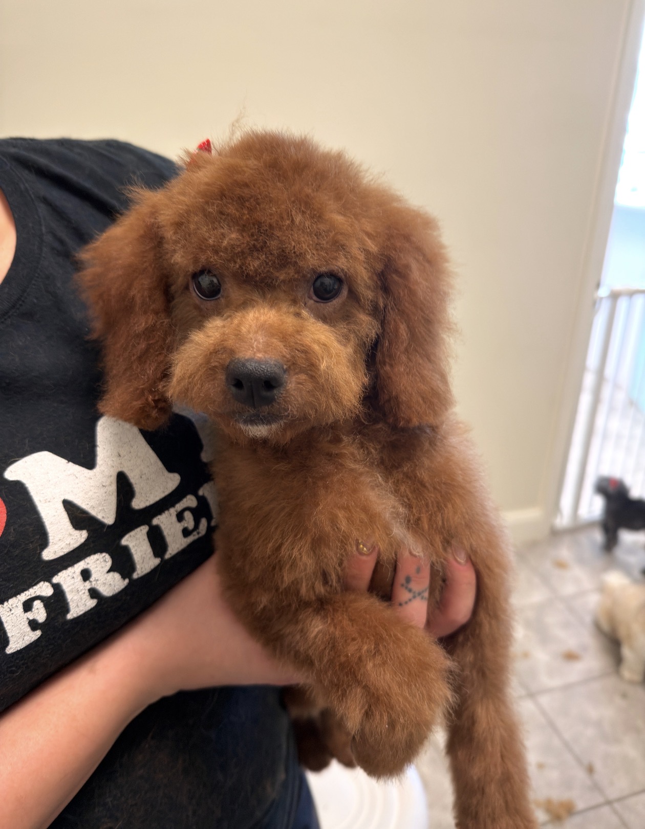 Pet grooming service