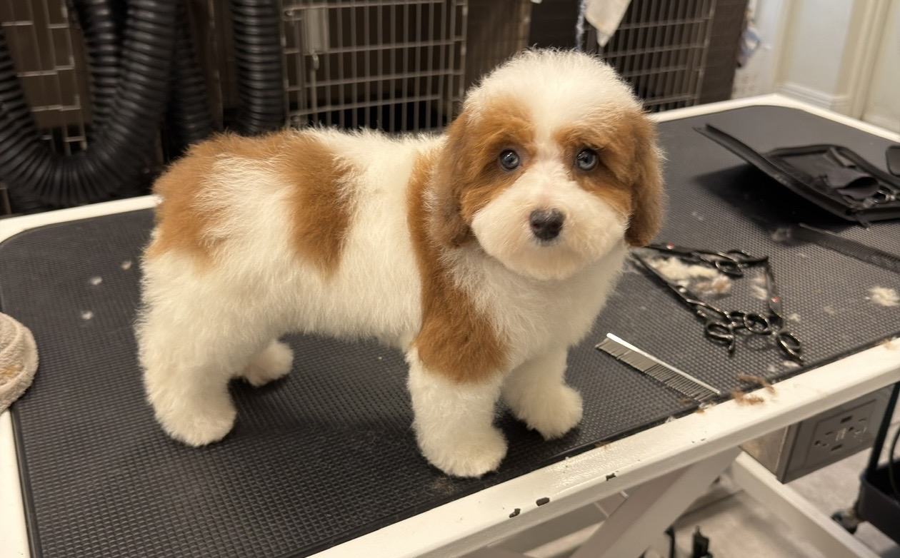 Pet grooming service