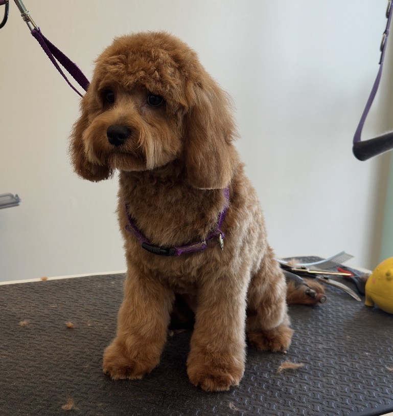 Pet grooming service