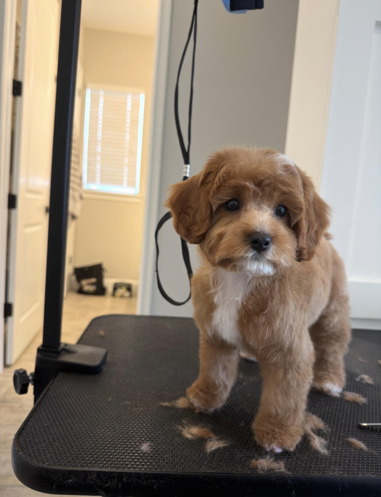 Pet grooming service